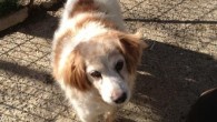 remo